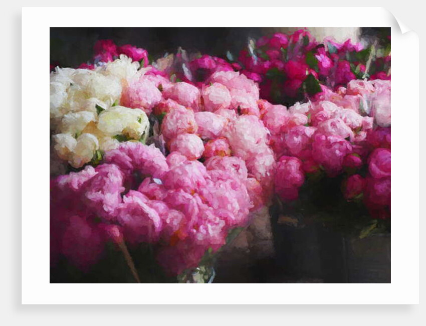 Peony Season, 2018 by Helen White