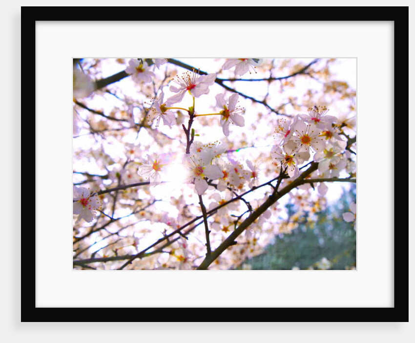 Spring Blossom, 2018 by Helen White