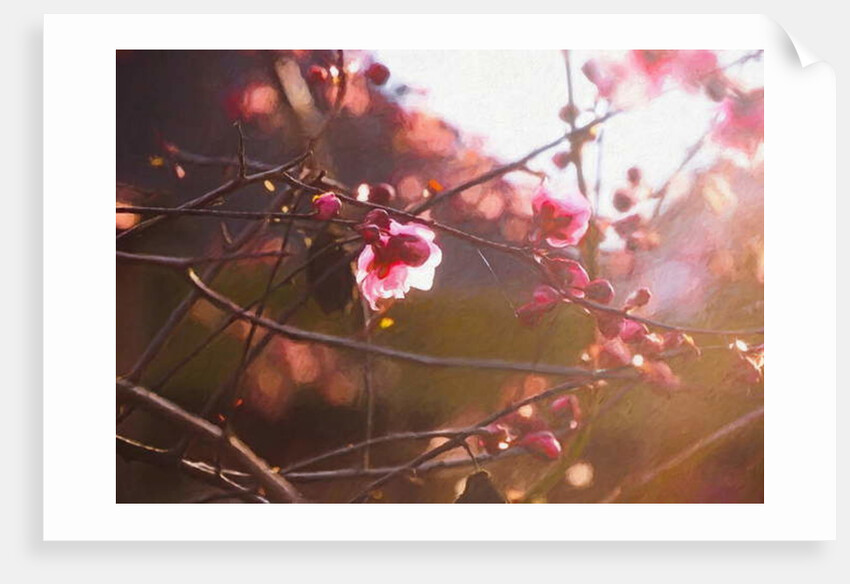 First Light of Spring, 2018 by Helen White