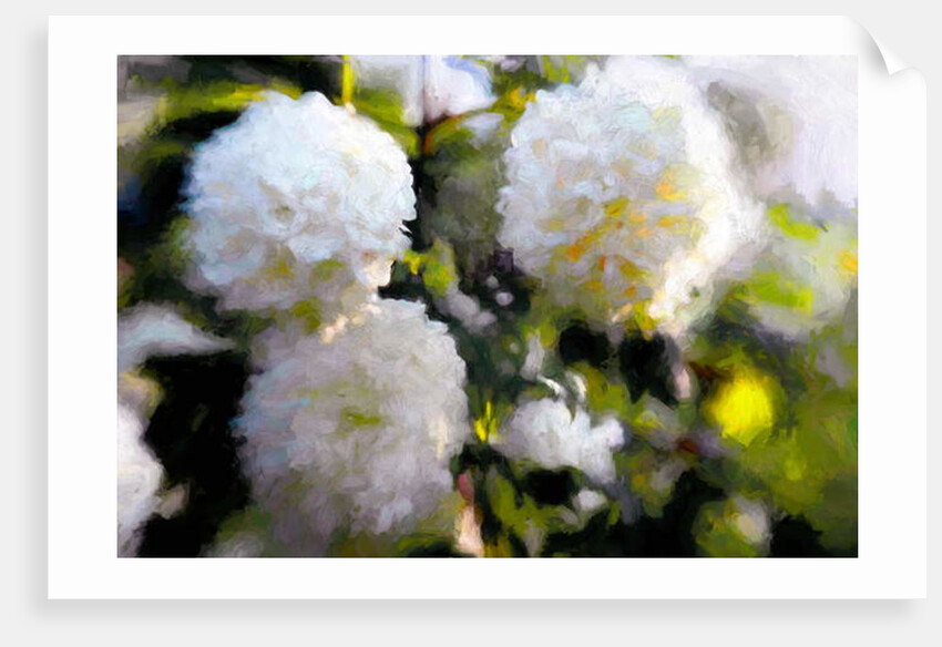 Big Blowsy Blooms, 2018 by Helen White