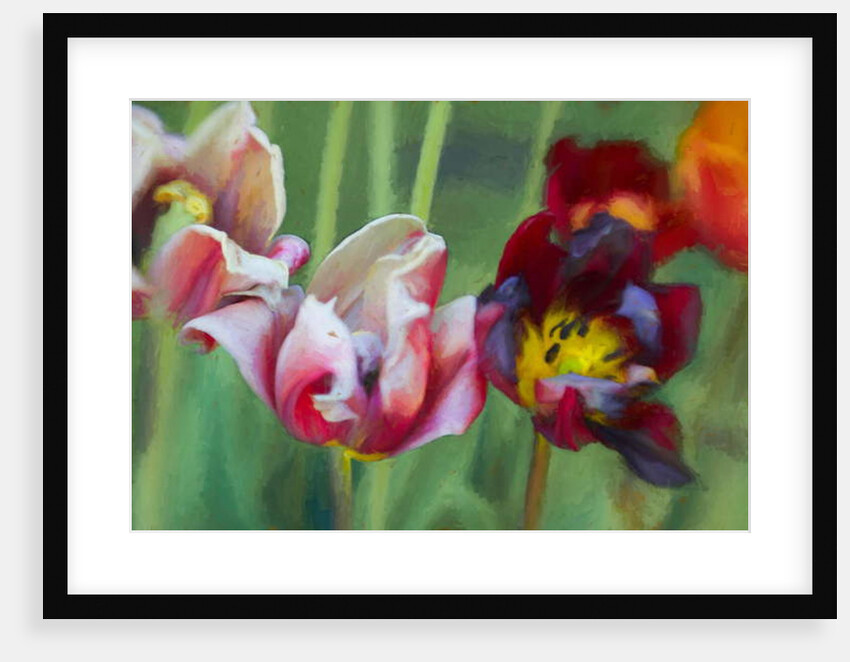 Bright Tulips, 2018 by Helen White