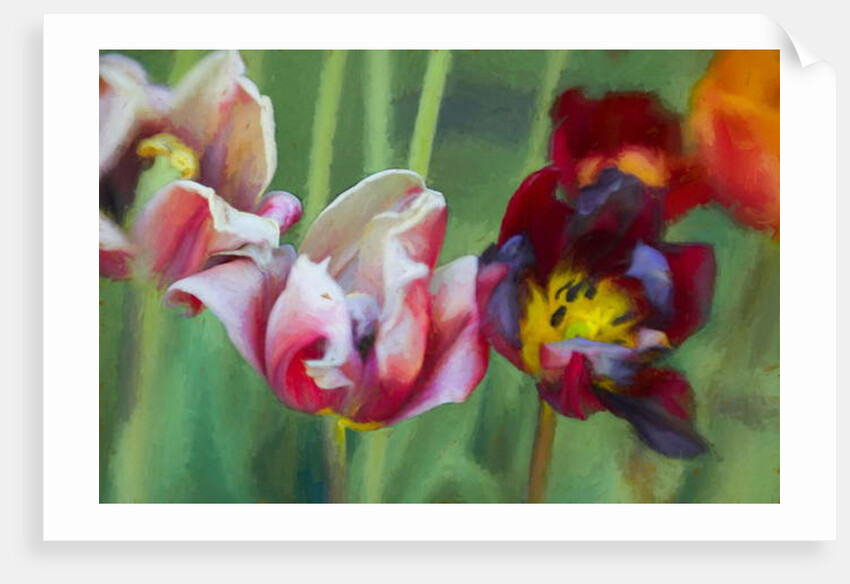 Bright Tulips, 2018 by Helen White