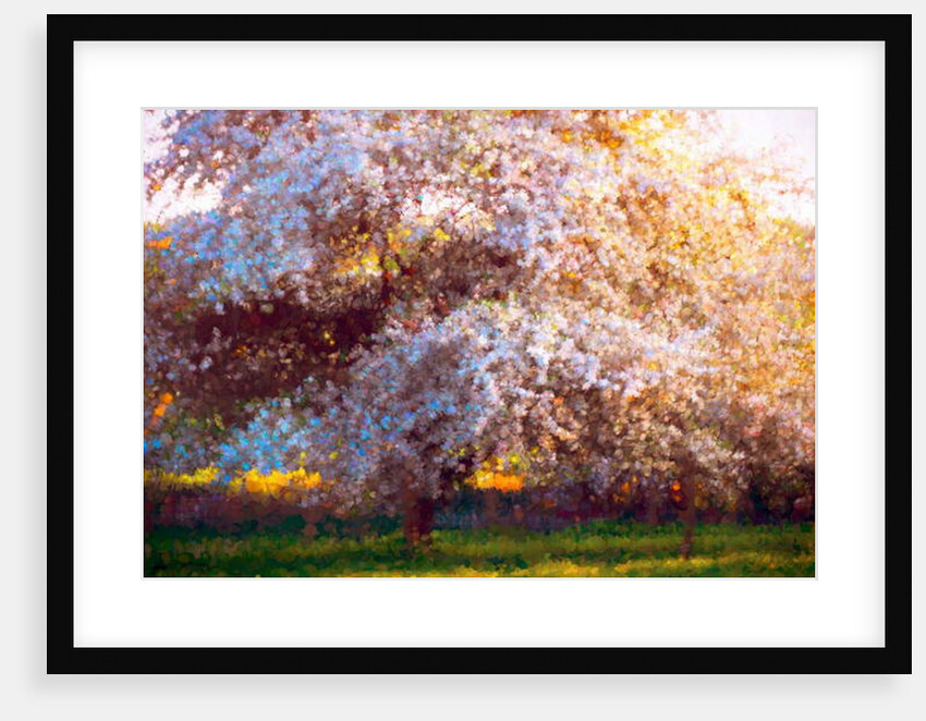 Evening Blossom, 2018 by Helen White