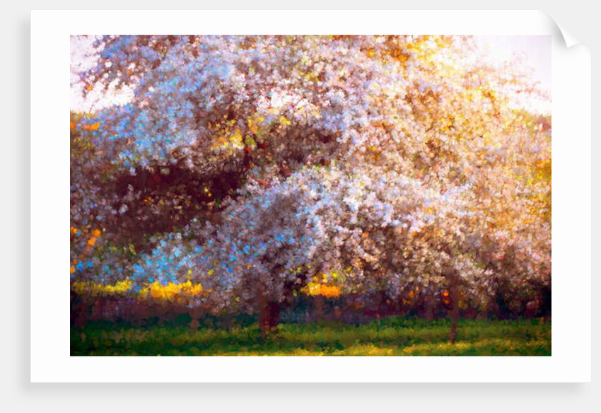 Evening Blossom, 2018 by Helen White