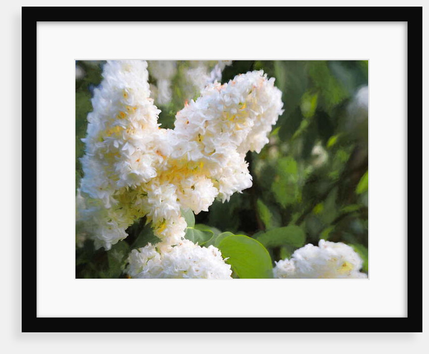 Pure White Lilac, 2018 by Helen White