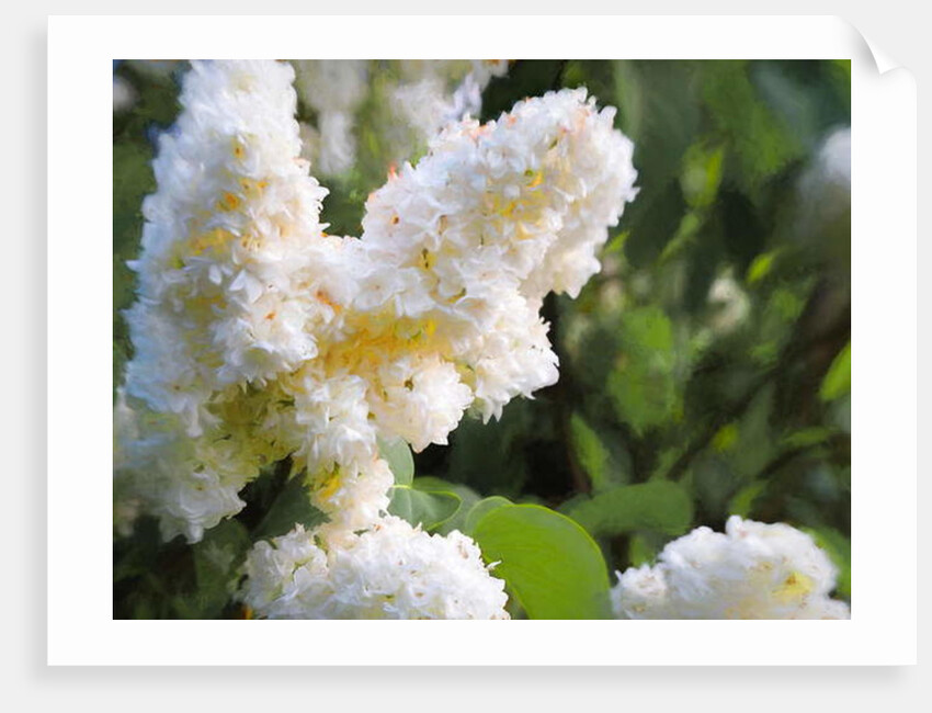 Pure White Lilac, 2018 by Helen White