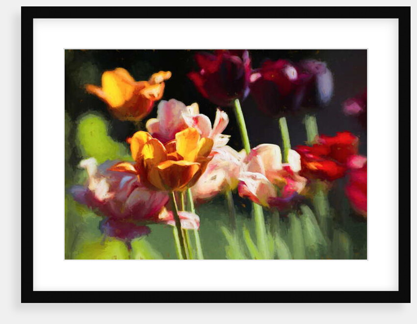 Tulip Field, 2018 by Helen White