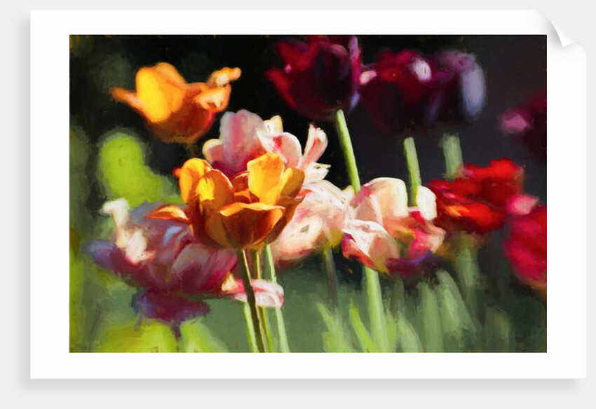 Tulip Field, 2018 by Helen White