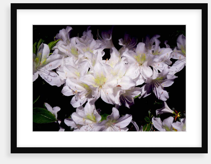 White Azhalias, 2018 by Helen White
