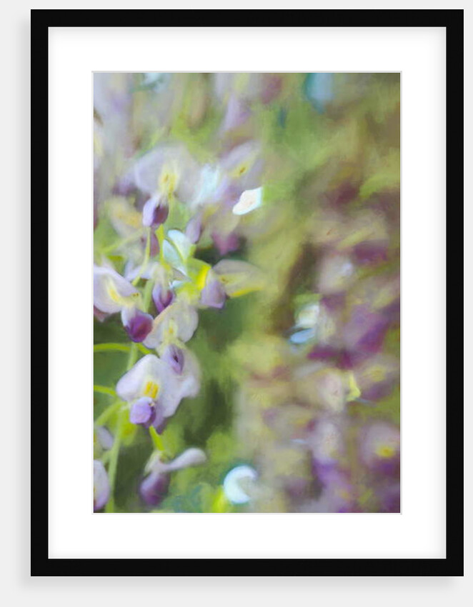 Under Wisteria, 2018 by Helen White