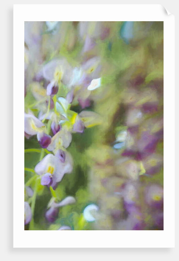 Under Wisteria, 2018 by Helen White