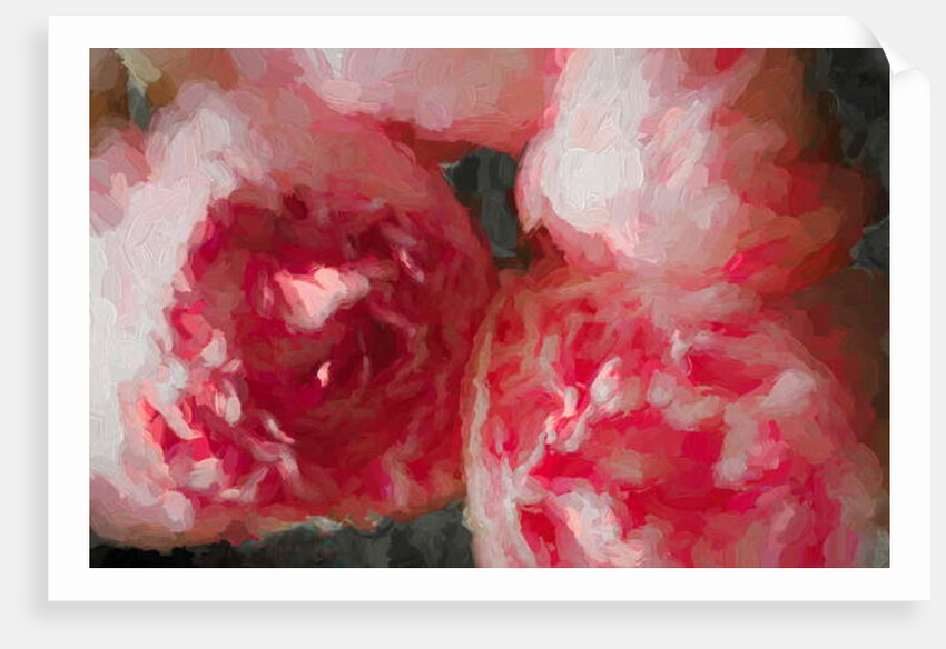 Pink Peonies, 2018 by Helen White