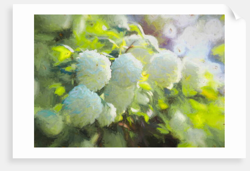 Softly Blooming, 2018 by Helen White