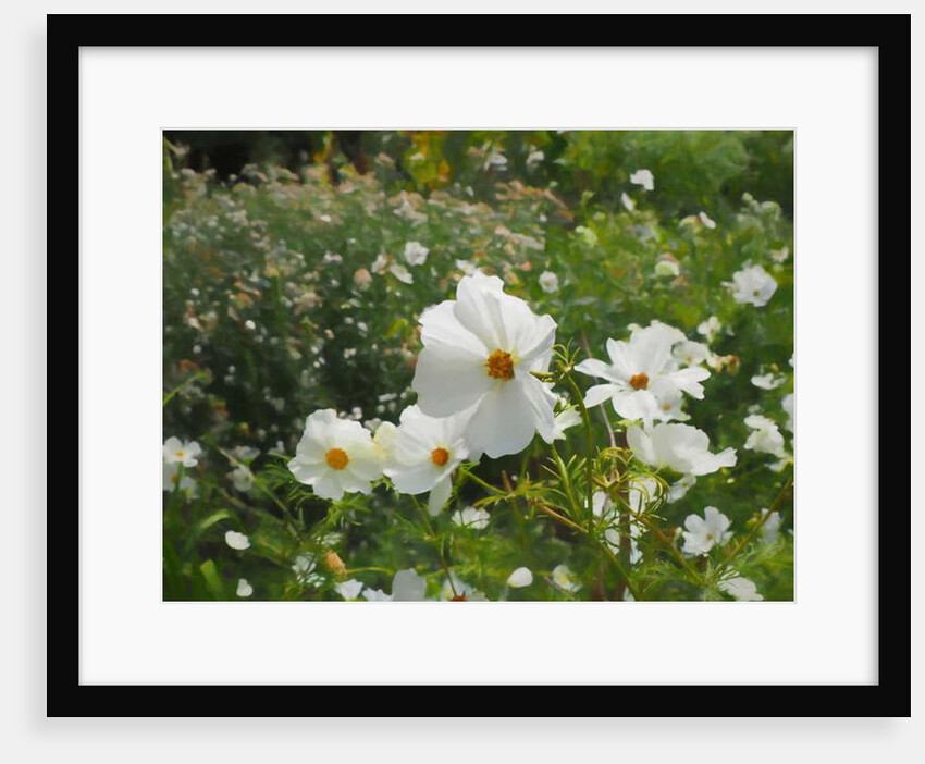 The White Garden, 2018 by Helen White