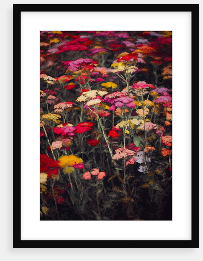 Wildly Colourful, 2018 by Helen White
