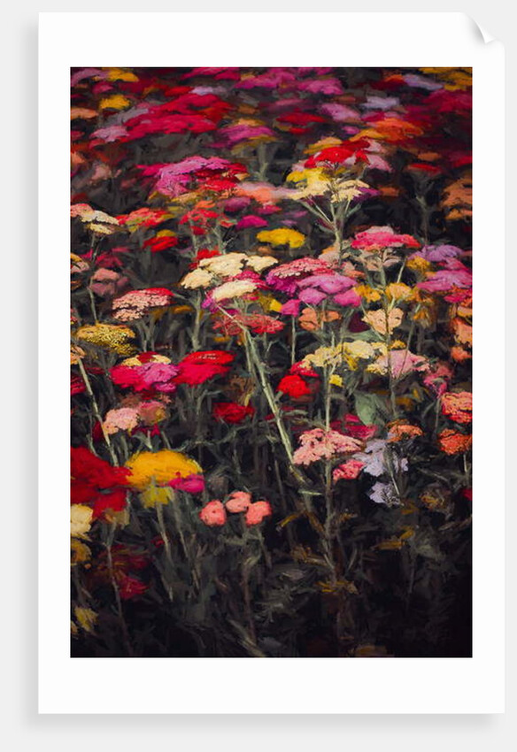 Wildly Colourful, 2018 by Helen White