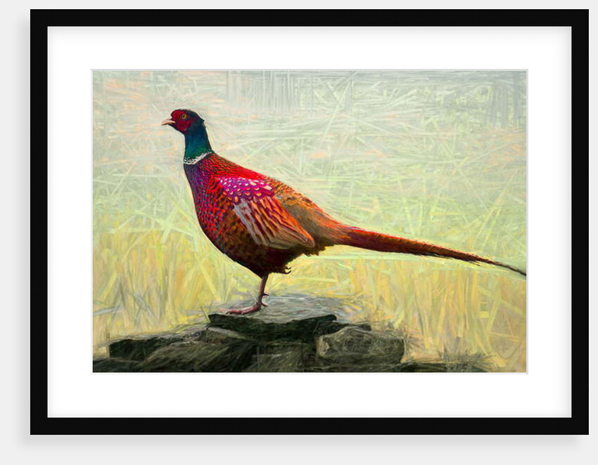 Pleasant Pheasant, 2018 by Helen White