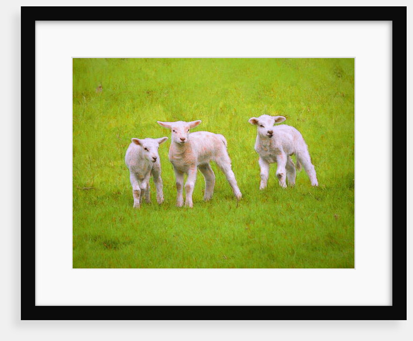 Scallywags, 2018 by Helen White