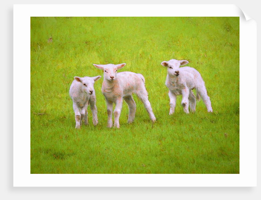 Scallywags, 2018 by Helen White