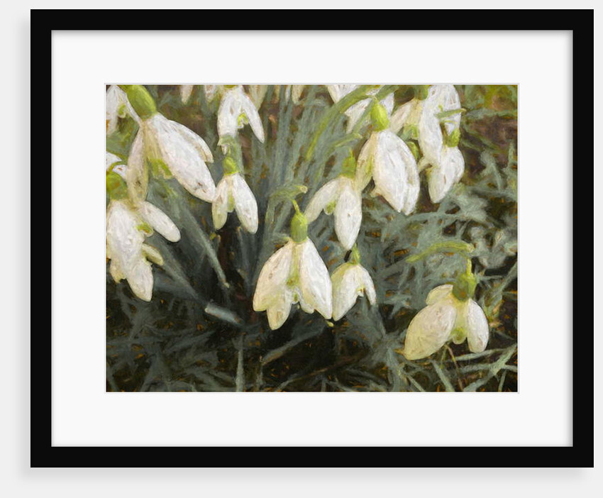 Snowdrops, 2019 by Helen White