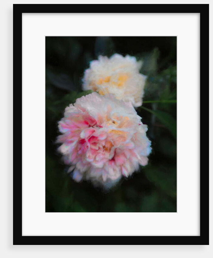 Summer Peonies, 2018 by Helen White