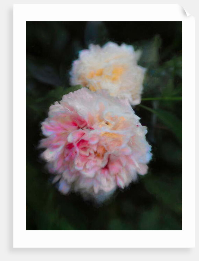 Summer Peonies, 2018 by Helen White