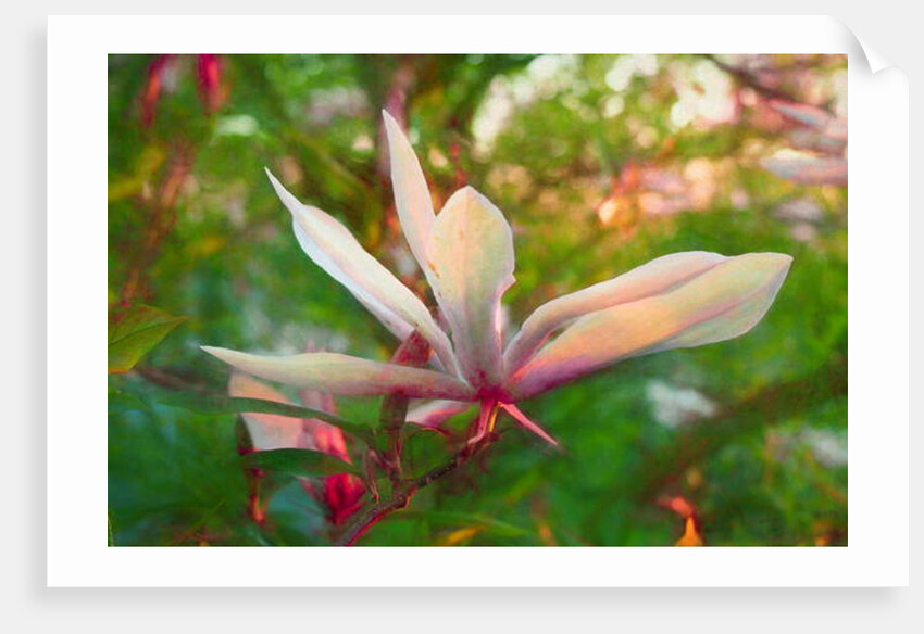Magnolia, 2018 by Helen White