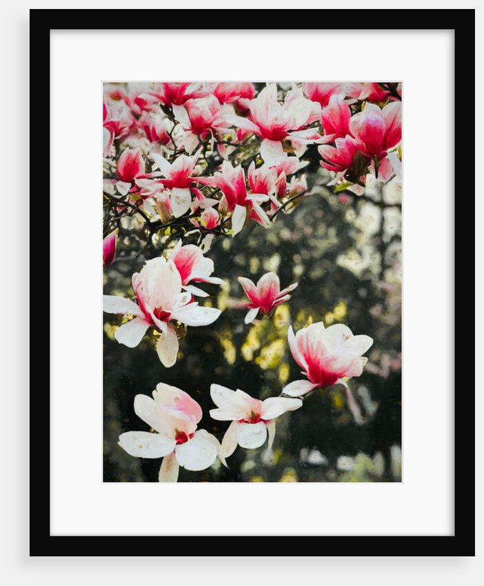 Blooming Magnolia, 2018 by Helen White