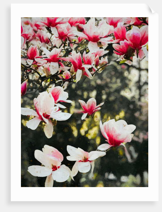 Blooming Magnolia, 2018 by Helen White