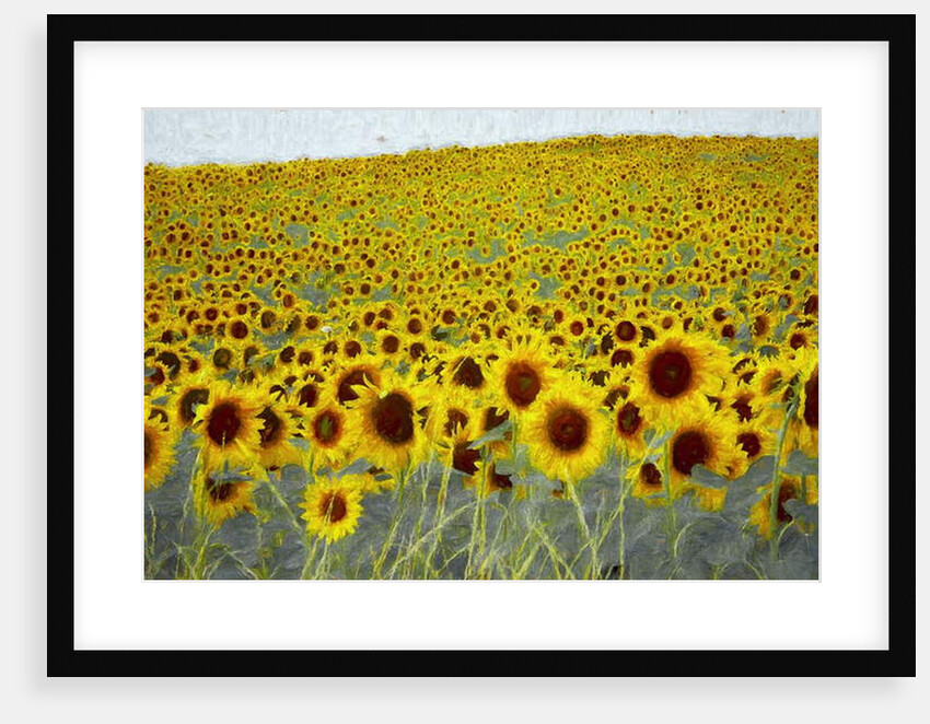 Sunflower Field, 2019 by Helen White