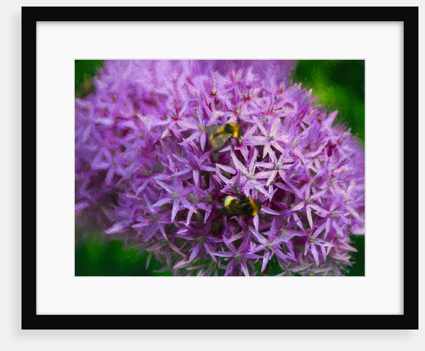 Bees in the Aliums, 2018 by Helen White