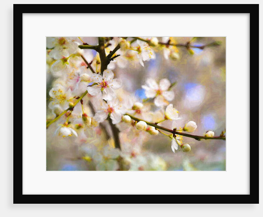 Blossom Joy, 2019 by Helen White