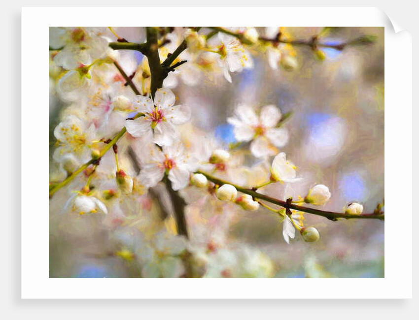 Blossom Joy, 2019 by Helen White