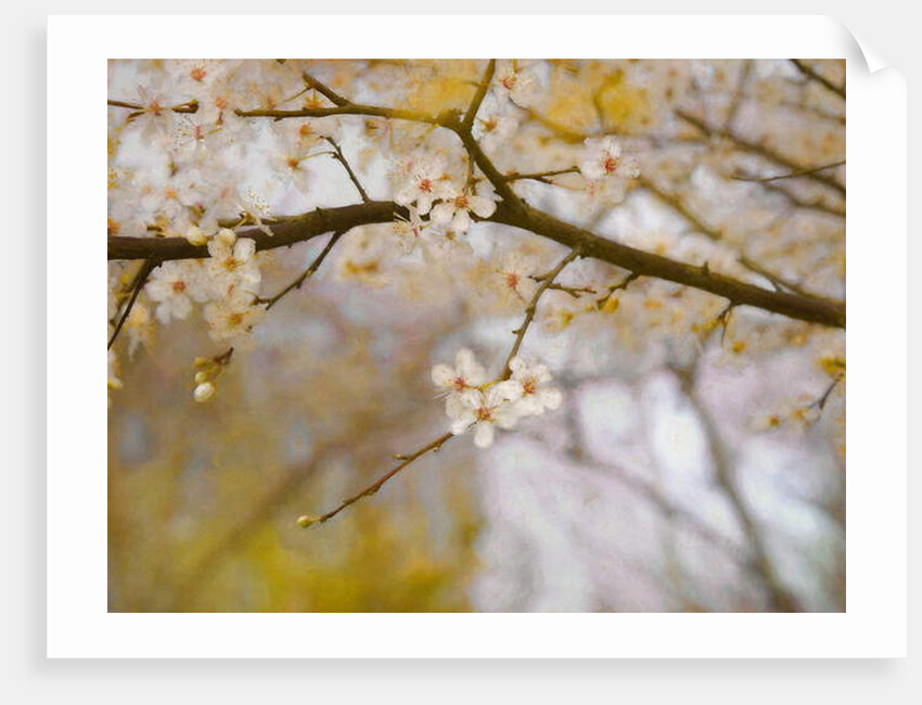 Golden Springtime, 2019 by Helen White