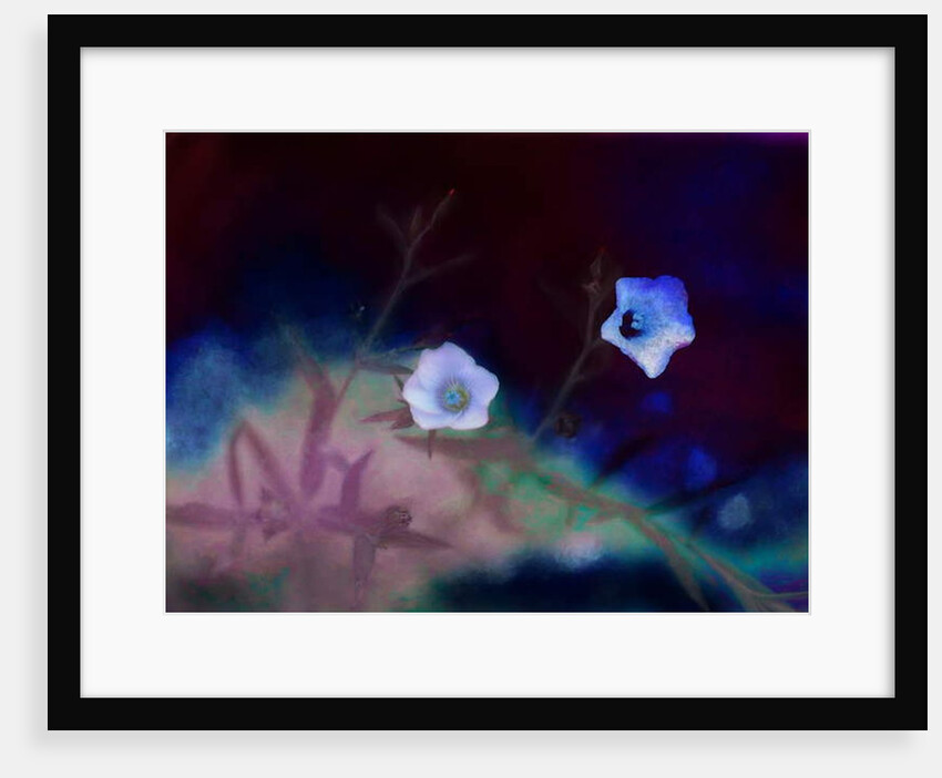 Transience, 2019 by Helen White