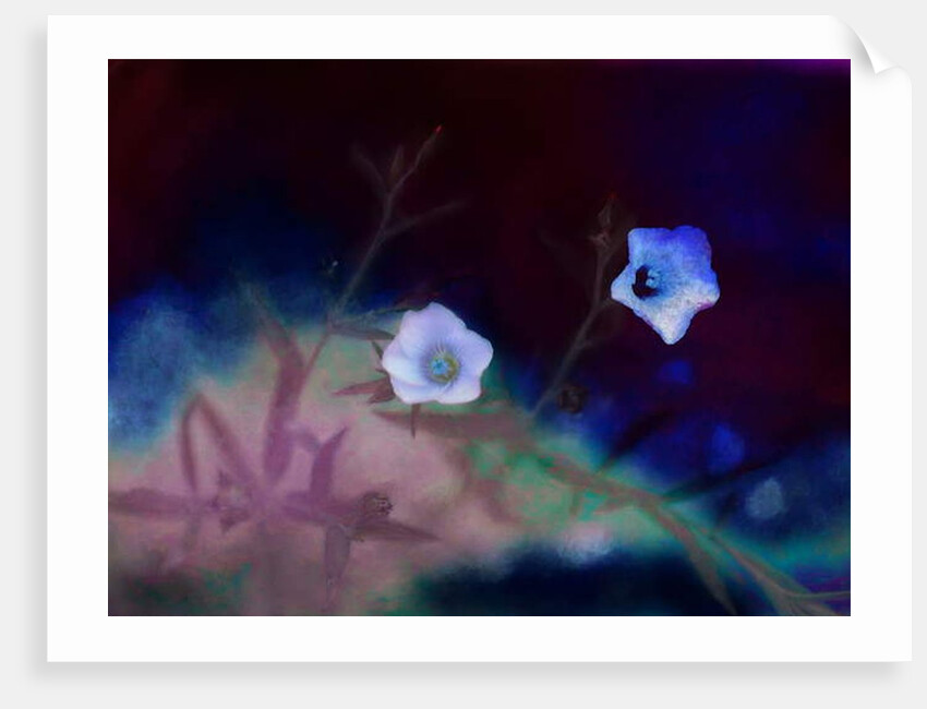 Transience, 2019 by Helen White