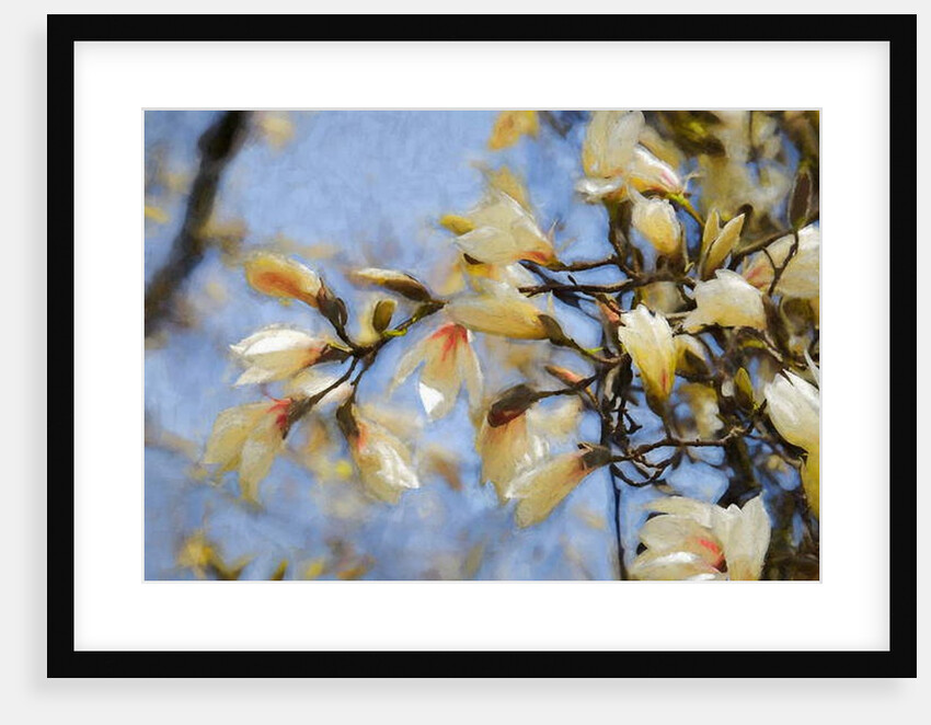 Blue Sky Magnolia, 2019 by Helen White