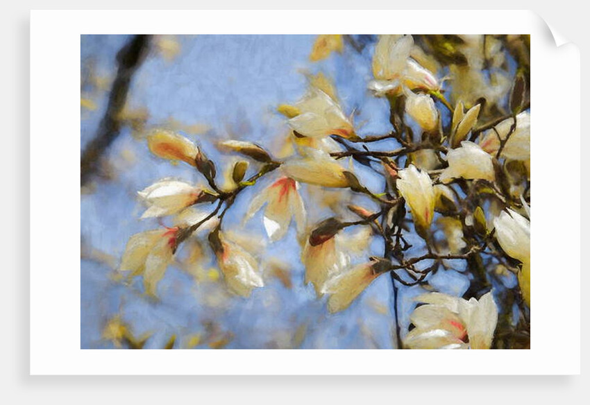Blue Sky Magnolia, 2019 by Helen White