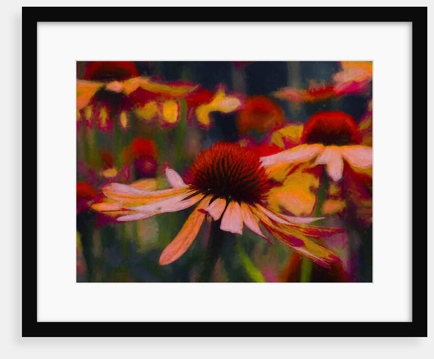 Daisy Daisy, 2019 by Helen White