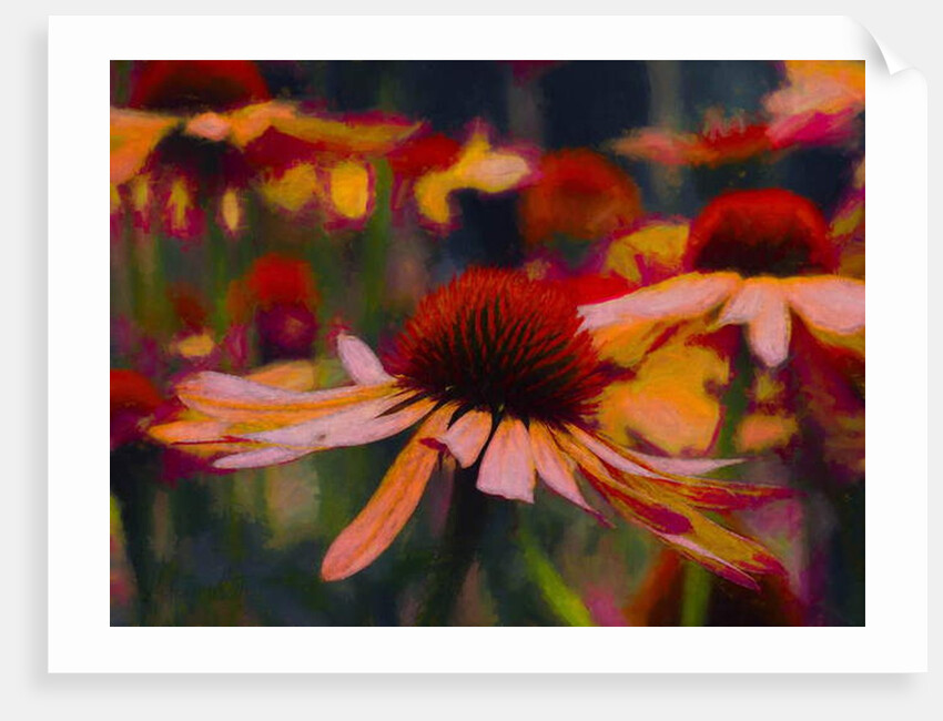 Daisy Daisy, 2019 by Helen White