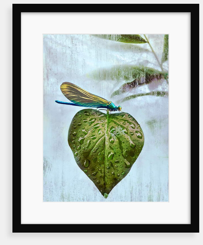 Flying visit, 2019 by Helen White