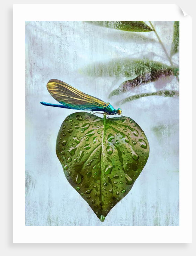 Flying visit, 2019 by Helen White