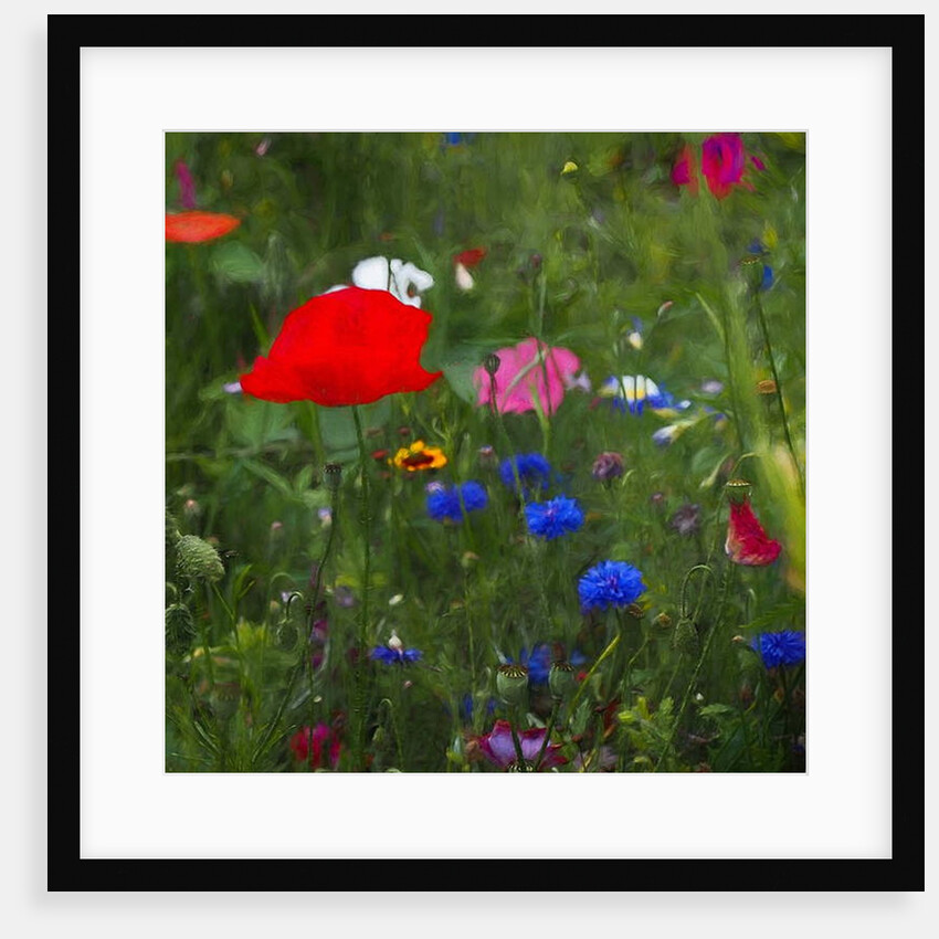 Nature's Colourbox, 2019 by Helen White