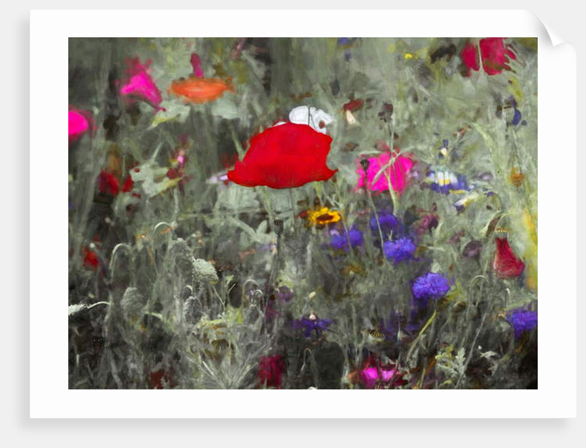 Wild, 2019 by Helen White