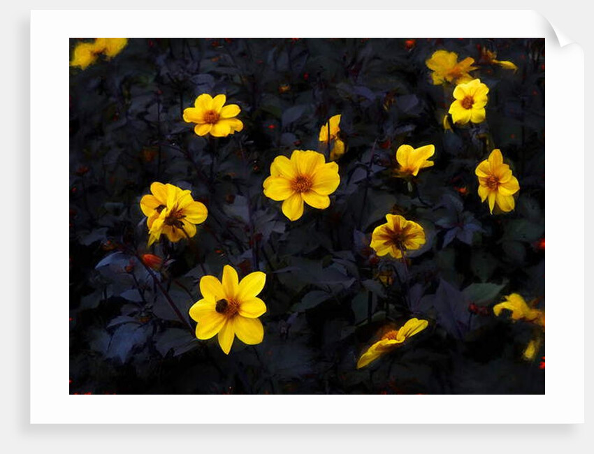 Yellow Velvet, 2019 by Helen White