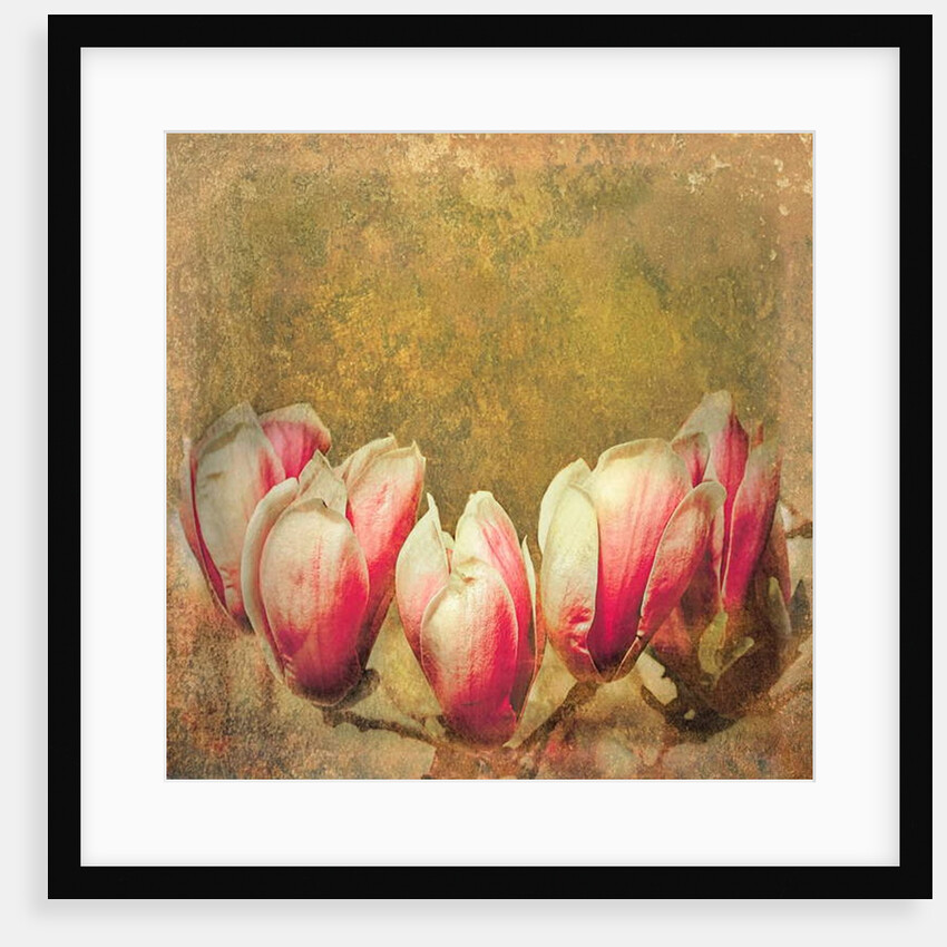 Vintage Magnolia; 2019 by Helen White