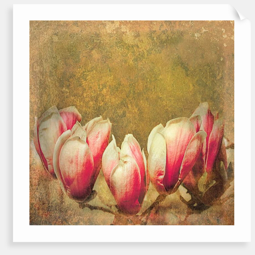 Vintage Magnolia; 2019 by Helen White
