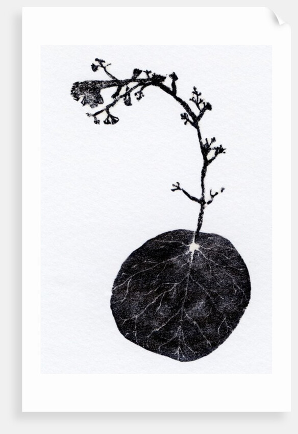 Lichen Leaf, 2014 by Bella Larsson