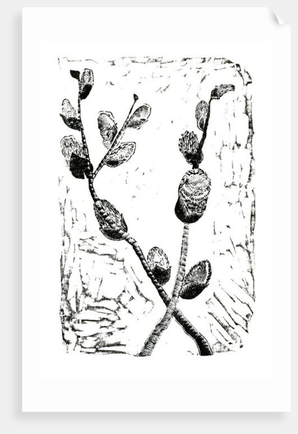 Sleeping Pussy Willow, 2014 by Bella Larsson