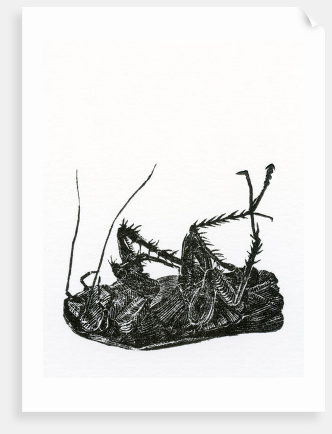 Dead Cockroach, 2014, by Bella Larsson
